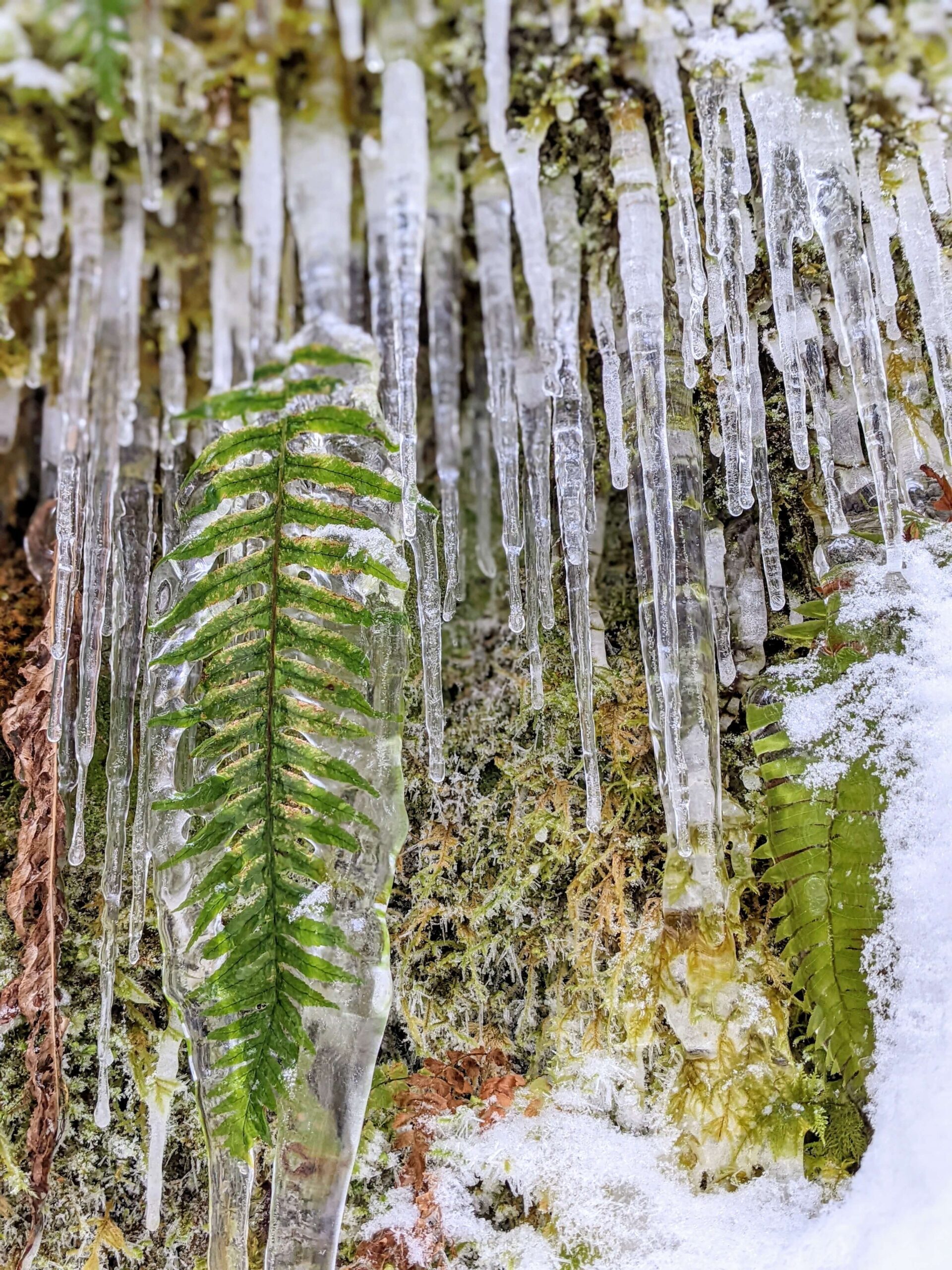 Fern covered in ice with icicles