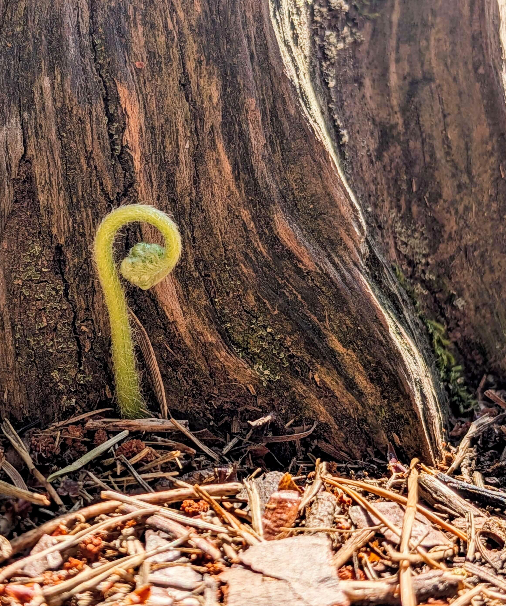 Tiny fern growing against stump