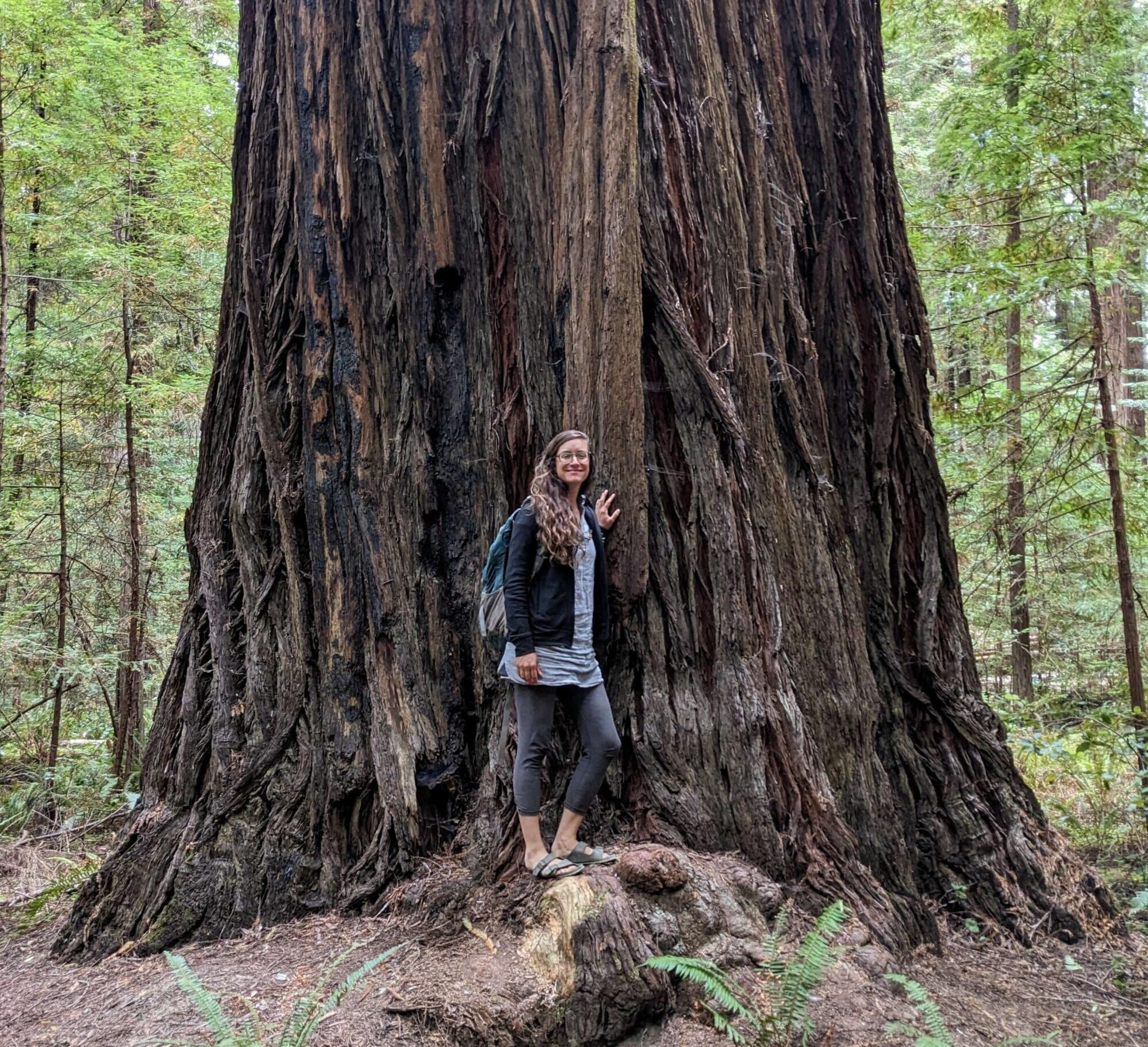 Gemma with ancient redwood
