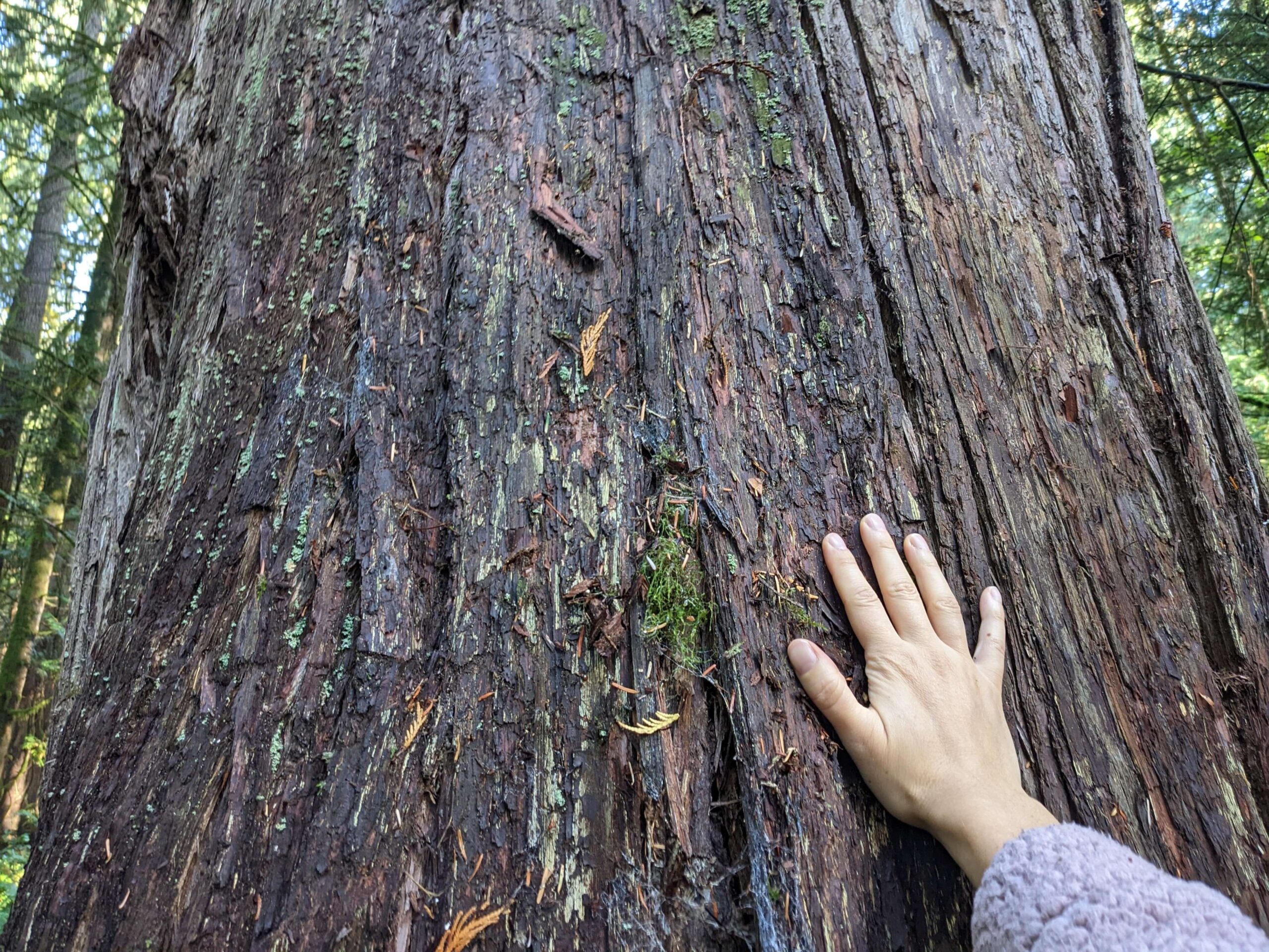 Hand on ancient Cedar